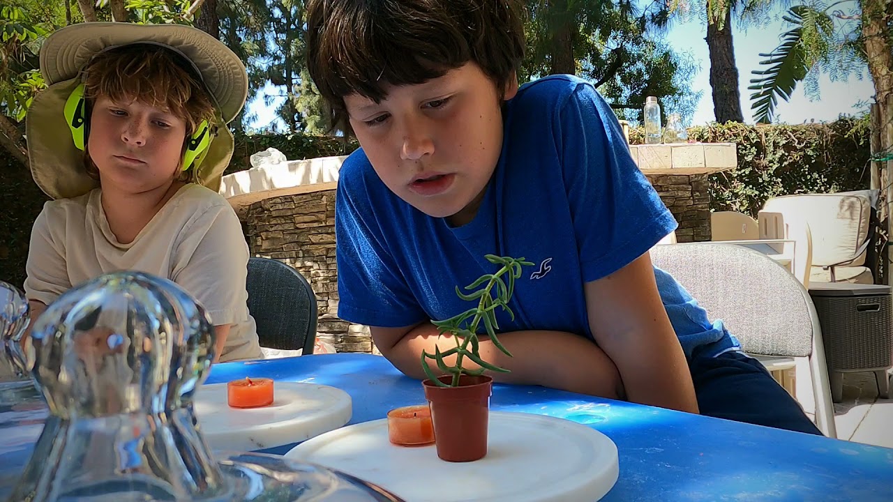 Джозеф Пристли. Фотосинтез