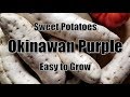 Planting Purple Sweet Potatoes - Okinawan Purple - Easy! Planting Purple Sweet Potatoes - Okinawan Purple - Easy!
