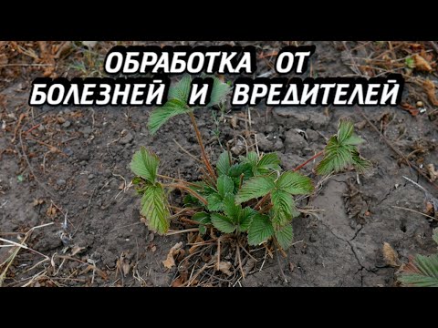 Обработка Клубники от