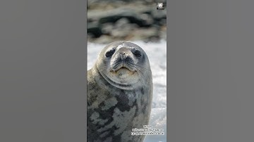 #01 17.KHÔNG CÓ BÒ SÁT TẠI NAM CỰC||| SỰ THẬT BÍ ẨN VỀ NAM CỰC |||