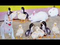 Primp MURGI Baby Chicks | Puppy Bow Bow toy | Tiny RABBIT Videos | Gallina Videos | FishCutting