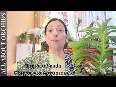 Βίντεο: Ορχιδέα Wanda: περιγραφή, φύτευση, φροντίδα και αναπαραγωγή στο σπίτι