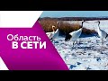 Область в сети №229