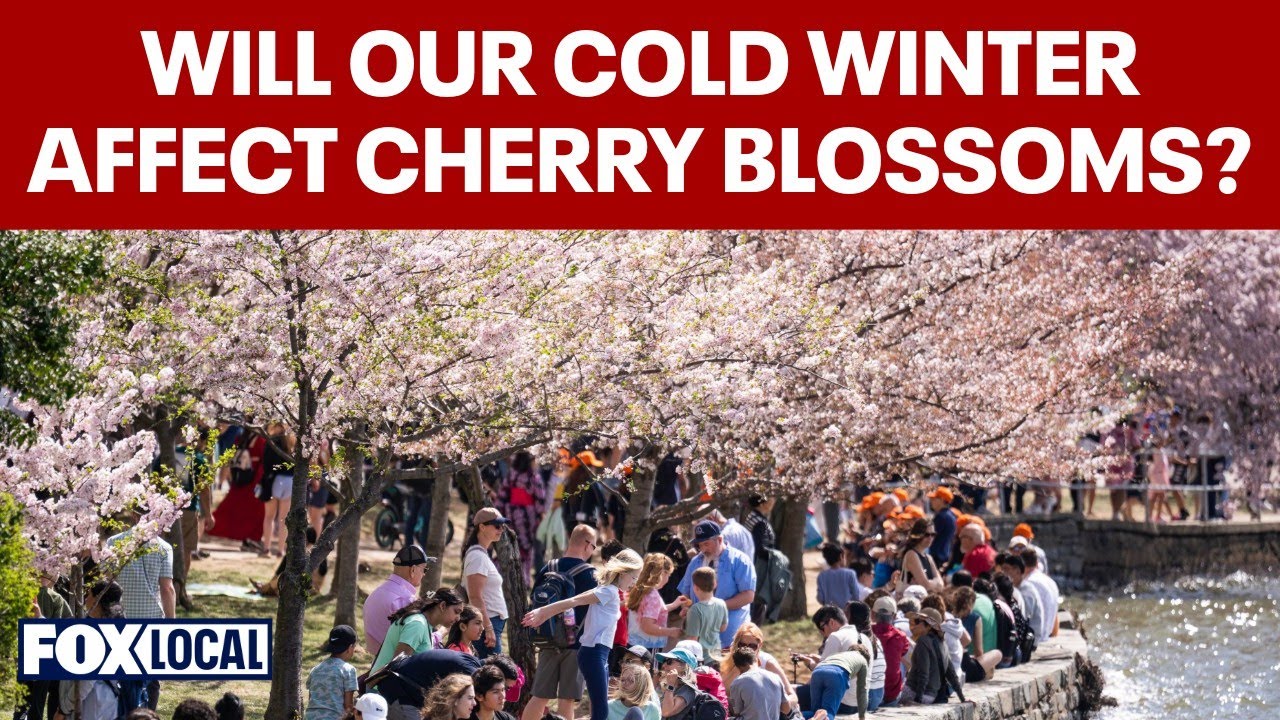 Cherry blossom forecast: What to expect this spring