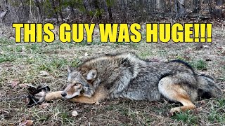 TRAPPING BIG MALE COYOTES!!! SCARIEST ANIMAL I'VE EVER CAUGHT!!!