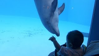 イルカが赤ちゃんに出会って…　A dolphin meets a baby…