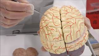 Sheep's Brain Dissection