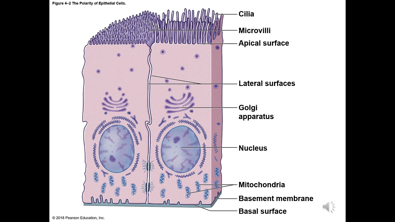 Ch 4 Tissues
