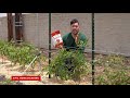 How to care for tomatoes with epic gardening