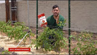 How to Care for Tomatoes with Epic Gardening