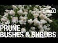 How To Prune Trim Shape Your Bushes Shrubs How To Prune Trim Shape Your Bushes Shrubs