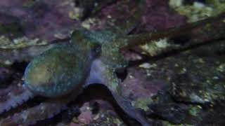 20191130石門小章魚