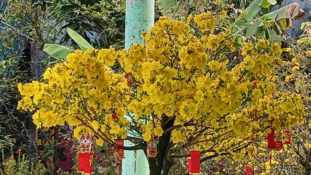 Sáng ngày 28 al siêu bông Sài Gòn và sbbl nở tại vườn. 