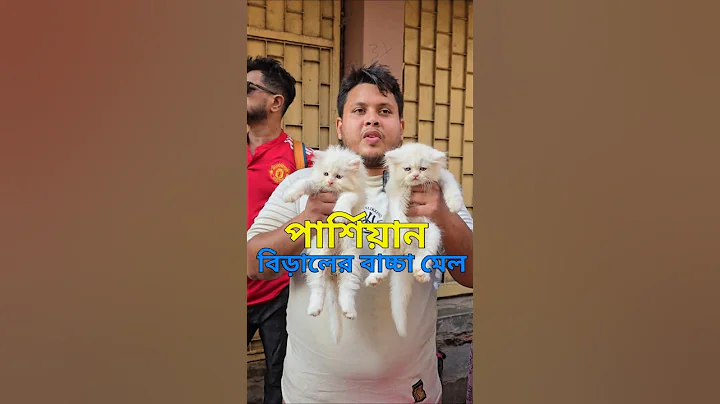 Watch the video about Persian cat baby male. Persian cat Bangladesh | cat price in bd | male kitten price in bd