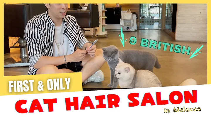 Video 737291: british shorthair, british kitten, silver shaded british, british hair