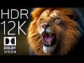 Wild Animals Collection in 12K HDR 120fps