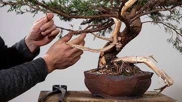 How to Make a Juniper Bonsai