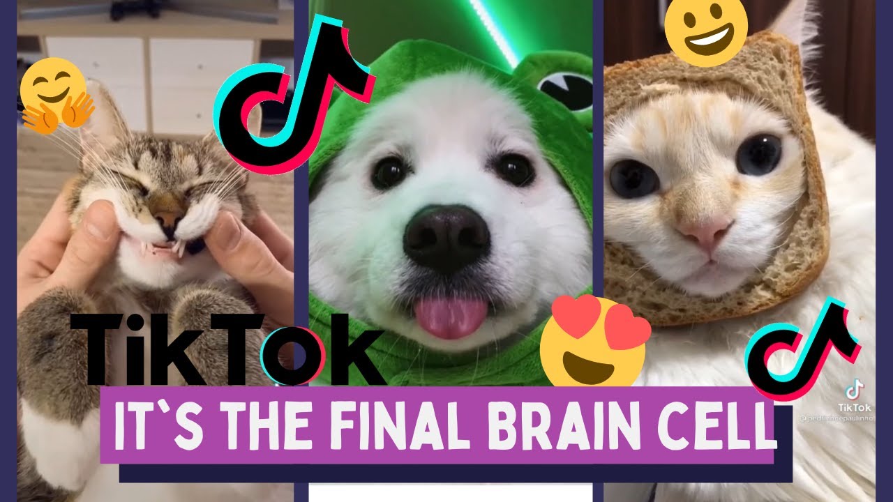 Drugs No We Re Okay This Is Awkward The Drug Owl Tiktok Compilation Youtube