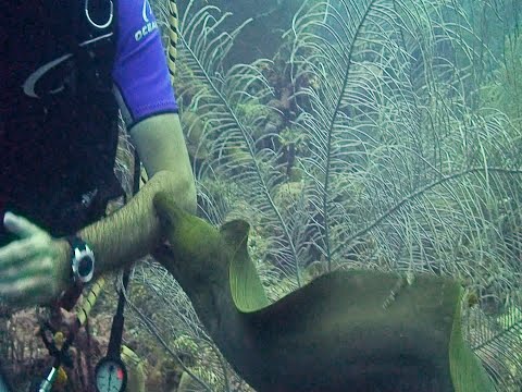 Video: Moray ål (fisk). Kjempemurene: bilde