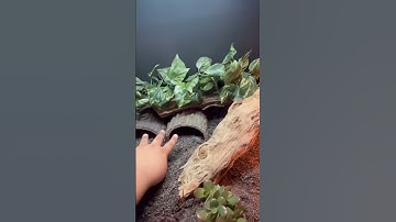 4x2x2 Dubia.com enclosure setup