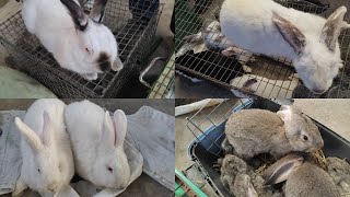 ХАРГУШ #БОЗОР 🐰🐰#Хужанд Бо Нарххои Нав