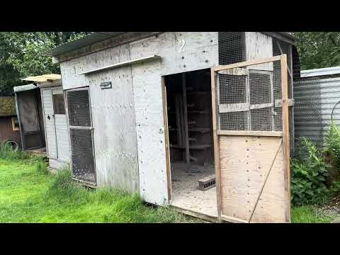 تخريج الأفراخ طيرت طيور عباس ليش النهار طويل بالسويد بالصيف