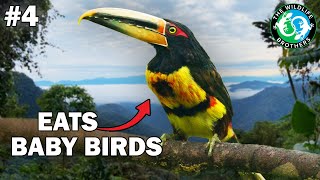 These 6 Birds Will Blow Your Mind - Oddities of the Cloud Forest