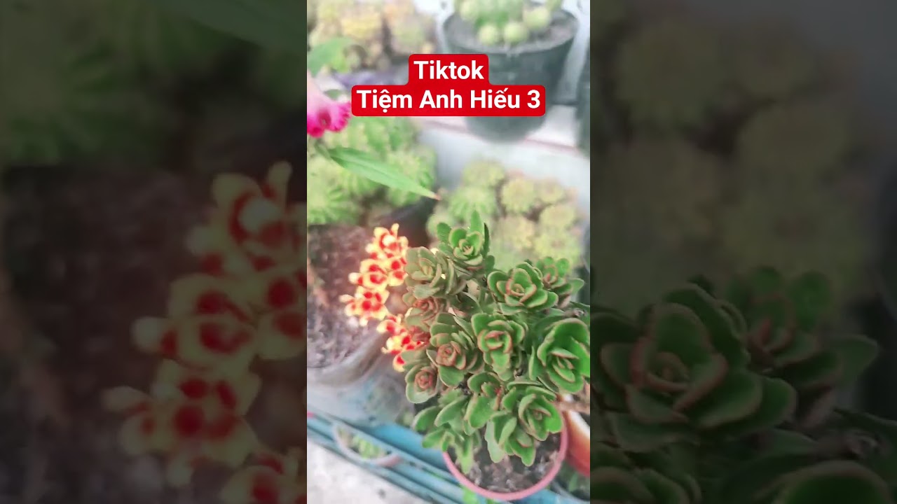 C&Acirc;Y SỐNG ĐỜI TH&Aacute;I #tiemanhhieu3 #tiktok
