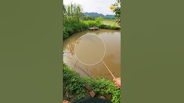 Cá Lớn - câu trượt Cá Lóc Mini 😱 #khacthuyvlogg