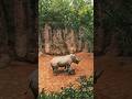 Adorable Baby Rhino Playing with Mom 🦏 | Cute &amp; Heartwarming Wildlife Moment#shorts #shortsfeed