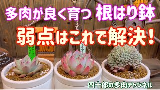 多肉。レボリューション、根付き。鉢直径6cm. Succulents] 🪴 A root-developing pot that helps succulents grow