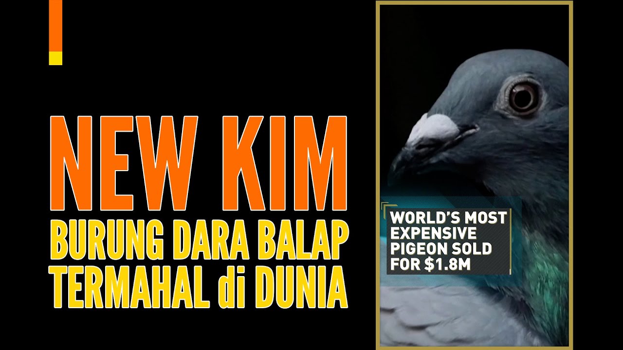 Pin On Burung Langka
