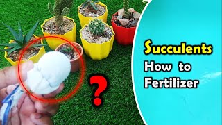 Succulent | how to fertilize succulents for beginners