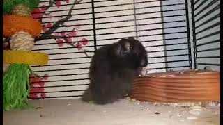 little bear eating by Sarah Hare 859 views 3 years ago 18 seconds