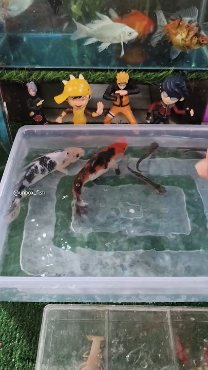 Unboxing ikan hias warna warni, Ikan koi, Ikan mas koki, Glofish, Manfish, Goldfish #shorts