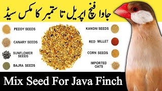 Java Sparrow Seed Mix For Summer | Java Diet plan  | Java Breeding Tips | Mini Zoo