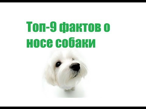 Топ-9 Фактов О Носе Собаки & Интересные Факты О Собачьем Носе. Ветклиника Био-Вет
