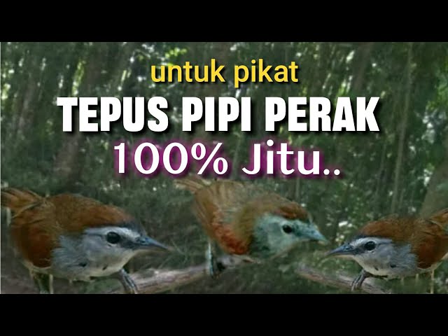 Suara Pikat Tepus Pipi Perak Paling Jitu class=