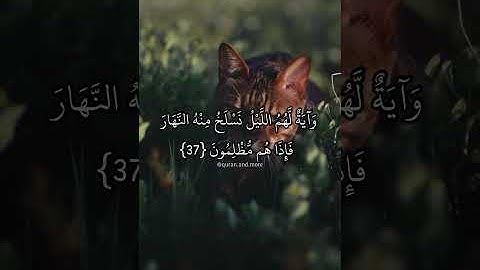 سورة يس حالات واتساب/ستوري انستاغرام