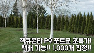 잭큐몬티 도랜보스 초특가 판매!! 안보면 후회해요!!