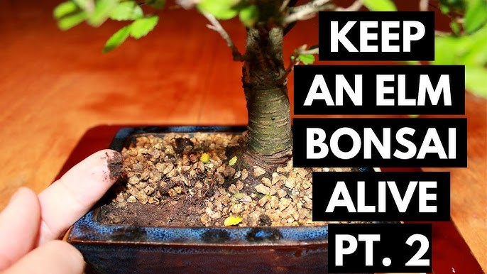 How do I water my indoor Bonsai tree? – Bonsai Bar