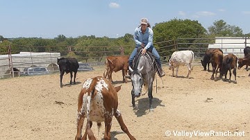 Play Star - working cows! - ValleyViewRanch.net