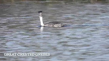 Teal , Gadwell  and  Grebe