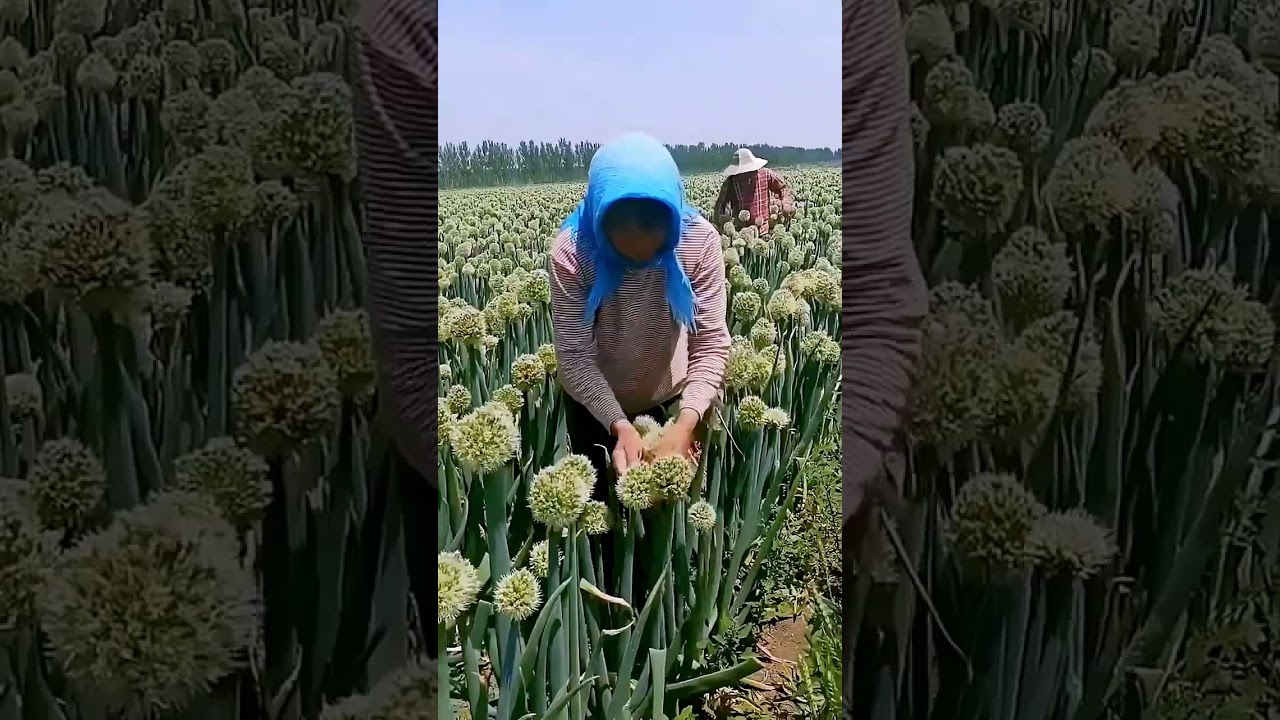 Pollen transfer process