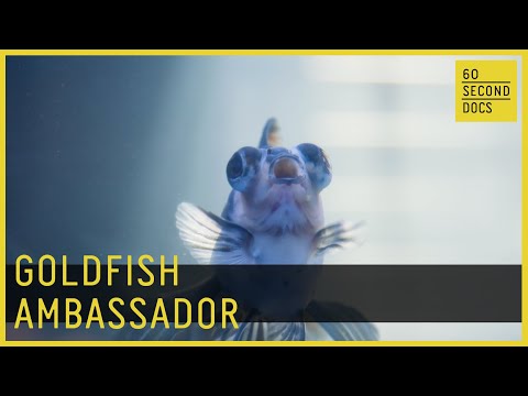 Goldfish Ambassador | Goldfish Corner