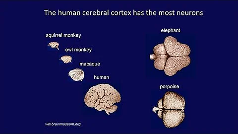 CARTA: Livesey-Primate Brain Development; Huttner-...