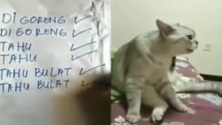 viral.inilah kucing tahu bulat