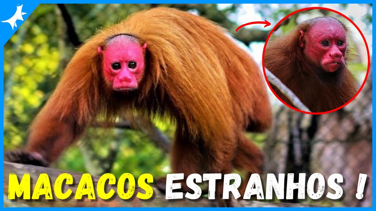 5 MACACOS ESTRANHOS - Que Você Não Vai Acreditar Que Existem