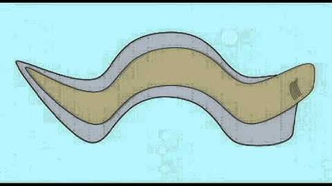 PL JOURNAL 4: FIRST FOSSIL FISH: TESTING EVOLUTION, CREATION, DESIGN MODELS