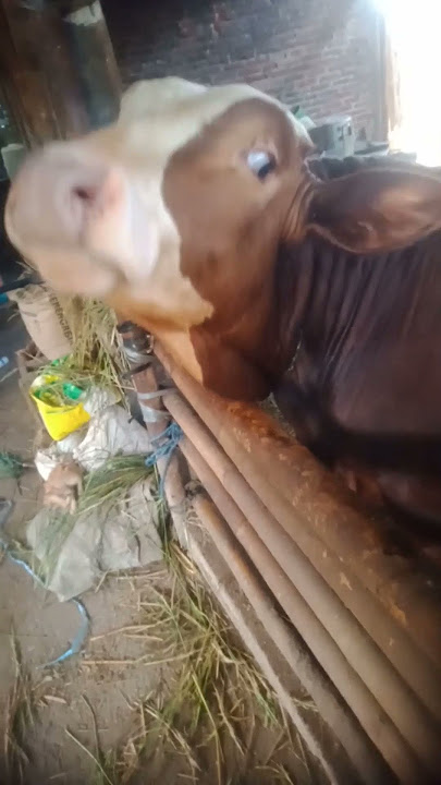 3 KEUNGGULAN SAPI TANPA TANDUK ATAU DUGUL@edikaryanto19